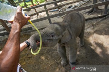 Bayi gajah "Puan" minum susu dari selang akibat induknya terpisah