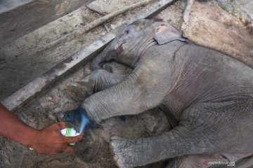 Kasus bayi gajah sumatera korban jerat pemburu