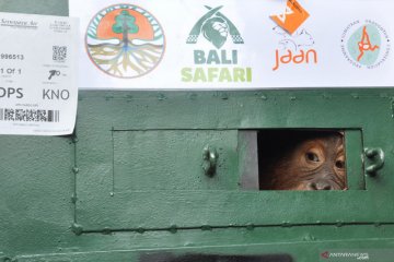 Translokasi bayi orangutan Sumatera