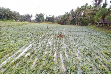 30 hektare padi dan jagung terdampak banjir di Langkat