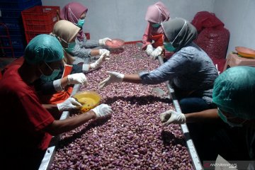 Ekspor perdana pasta bawang merah