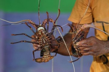 Perairan Sumsel tidak cocok untuk pengembanganbiakan lobster