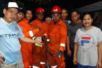 Petugas evakuasi induk ular kobra dari warung warga di Jeruk Purut