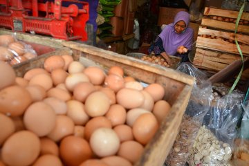 COVID-19 akibatkan harga telur ayam ras di Nunukan naik