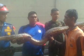 Petugas temukan tiga ular di selokan Kantor P2TP2A Jaktim