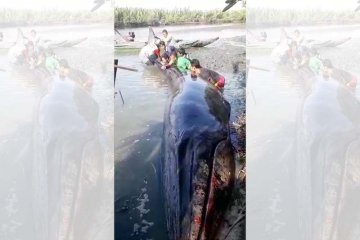 Nelayan Ujungmanik Cilacap evakuasi paus terdampar di sungai