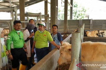 Mentan Syahrul petakan pengembangan sapi ternak sesuai kondisi daerah