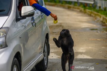 Perubahan perilaku kera hitam Sulawesi