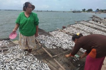 Setahun Pascatsunami Selat Sunda, tangkapan nelayan Pandeglang naik