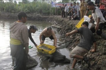 Panen perdana 10 ton udang vaneme di Kabupaten Lingga