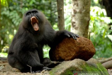 Kera Macaca Maura