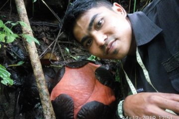 Bunga Rafflesia terbesar di dunia bakal mekar di Agam