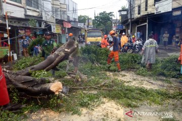 Pohon tumbang timpa kabel udara di Grogol Petamburan
