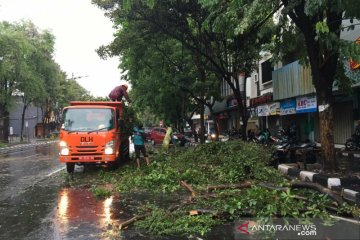 Petugas bersihkan pohon tumbang akibat puting beliung di Solo