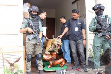 Polisi sita  satwa yang diawetkan dari rumah pengemudi Lamborghini