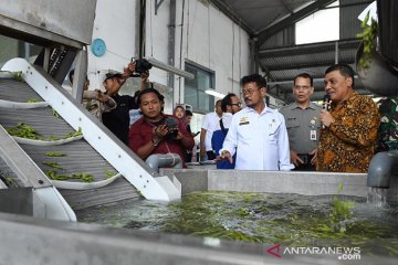 Mentan dorong pelaku usaha tingkatkan ekspor edamame Jember