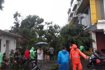 Dua mobil dan lima motor tertimpa pohon tumbang di Pejaten Timur