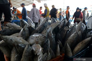 Harga ikan di TPI Karangsong Indramayu anjlok