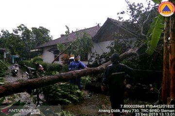 BNPB: Dua rumah di Jepara tertimpa pohon tumbang akibat hujan angin