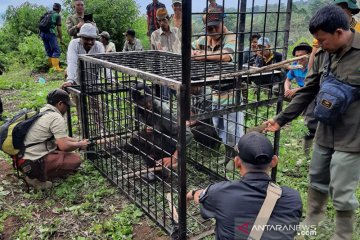 Pemprov Sumsel pasang 8 kamera pantau keberadaan harimau