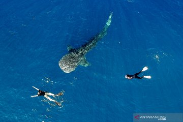 Wisata hiu paus Gorontalo dikunjungi peserta Jelajah Wisata Sulawesi