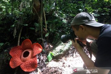 Bunga Rafflesia yang mekar di Agam berdiameter satu meter lebih