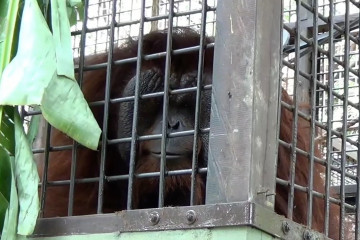 Ada pusat suaka orang utan di Penajam Pasir Utara