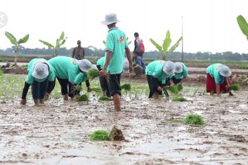 Kementan kembangkan pertanian modern berbasis korporasi di Pandeglang