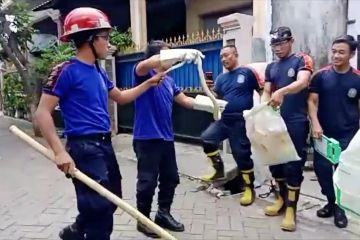 Penyebab kemunculan ular kobra di permukiman