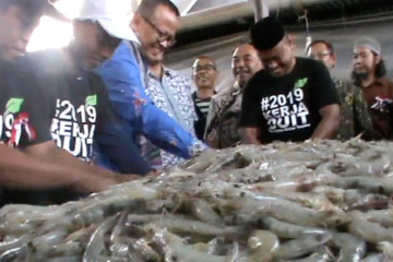 Menteri Edhy targetkan produksi udang 5 ton per ha