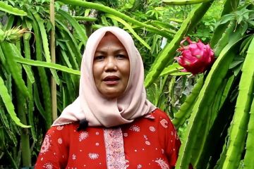 Memanfaatkan lahan sekitar rumah jadi kebun buah