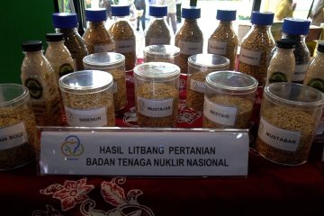 Pemkab Klaten gandeng BATAN kembangkan padi rojolele