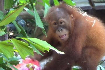 Seremoni perpisahan Bonbon di Bali Safari