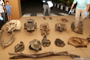 Identifikasi tulang gajah Sumatra