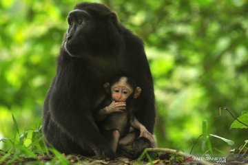 Bayi kera hitam Sulawesi