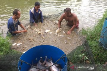 China tertarik ikan patin Riau