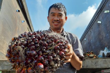 Gapki Kalbar: Produksi CPO turun, harga sawit naik