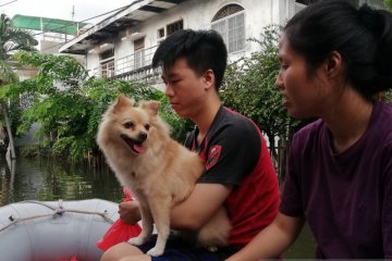 Lagi, petugas Damkar evakuasi anjing di perumahan yang kebanjiran