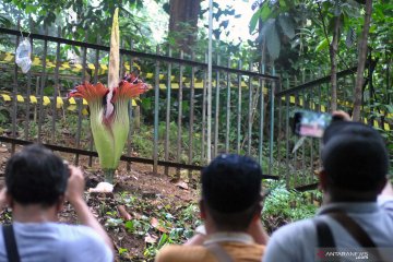 Bunga Bangkai mekar sempurna di Kebun Raya Bogor