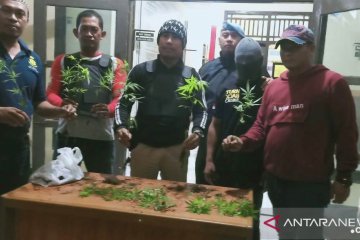 Polisi di Rejang Lebong tangkap dua tersangka penanam ganja