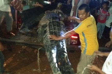 Warga Sungaiselan Bangka Tengah tangkap buaya "raksasa"