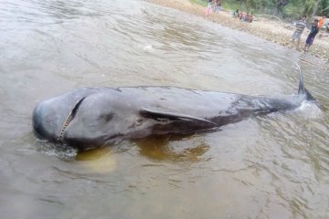 Di Pantai Selatan Gorontalo, seekor paus pilot ditemukan terdampar