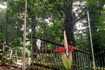 Di Kebun Raya Bogor,  Amorphophallus titanum mekar sempurna