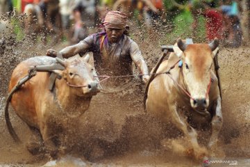 Pacu Jawi awal tahun