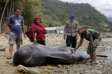 Paus pilot terdampar dan mati di Pantai Selatan Gorontalo