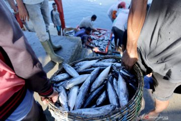Produksi stabil, FAO: RI bisa jadi pemasok pangan hasil laut dunia