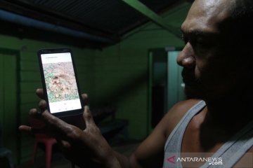 Mangsa hewan peliharaan, warga Sinaboi-Riau resah ada harimau liar