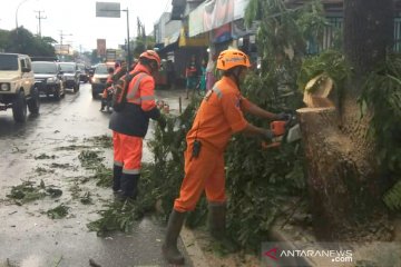 BPBD: Waspadai pohon tumbang di Kota Tasikmalaya