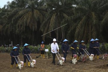 Sumatera Selatan remajakan lahan sawit terbanyak sejak 2017