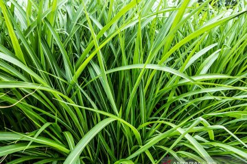 Vetiver hanya dapat menahan longsor dalam jangka pendek